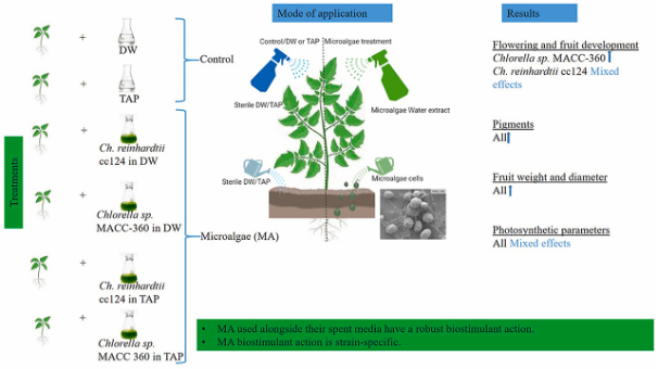 Evaluation of the biostimulant effects of two Chlorophyta microalgae on tomato
