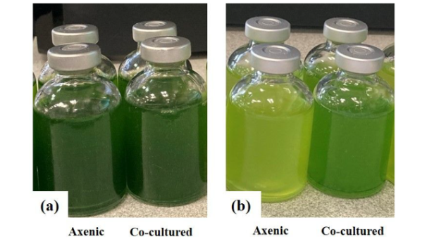 Development of a microalgae-based continuous starch-to-hydrogen conversion approach