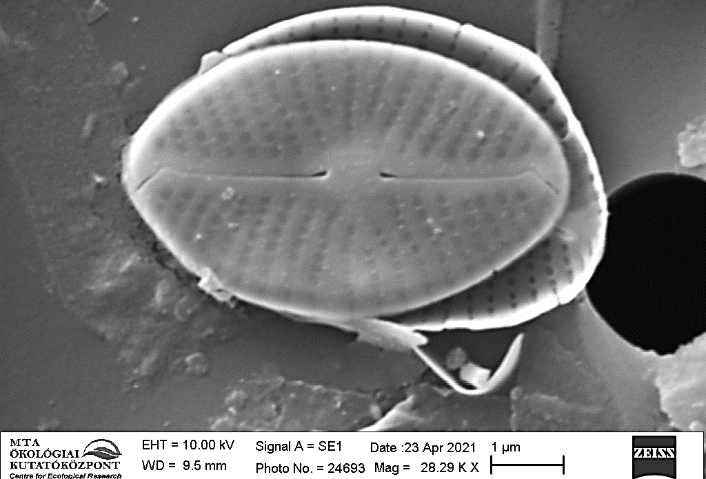 Metabarcoding as an effective complement of microscopic studies in revealing the composition of the diatom community – a case study of an oxbow lake of Tisza River (Hungary) with the description of a new Mayamaea species