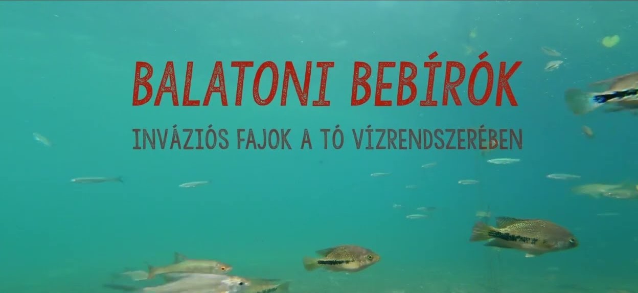 Film készült a Balatonban megjelent inváziós fajok élővilágra gyakorolt hatásáról