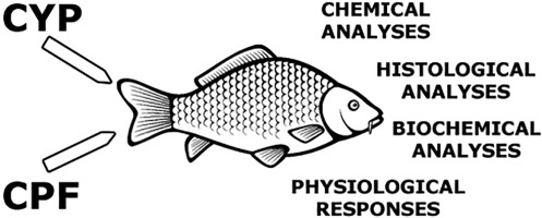 Assessment of the exposure of two pesticides on common carp (Cyprinus carpio Linnaeus, 1758): Are the prolonged biomarker responses adaptive or destructive?