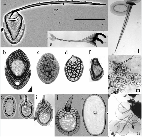 Contribution of silica-scaled chrysophytes to ecosystems services: a review