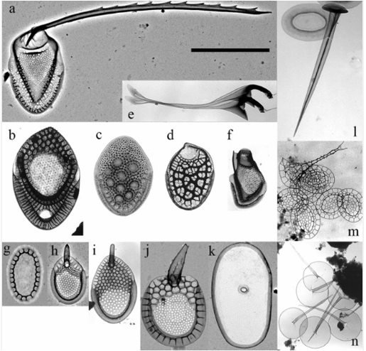 Contribution of silica-scaled chrysophytes to ecosystems services: a review