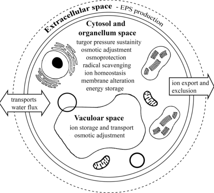 Review of phenotypic response of diatoms to salinization with biotechnological relevance