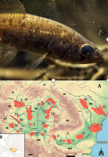 Stepping Stone Wetlands, Last Sanctuaries for European Mudminnow: How Can the Human Impact, Climate Change, and Non-Native Species Drive a Fish to the Edge of Extinction?