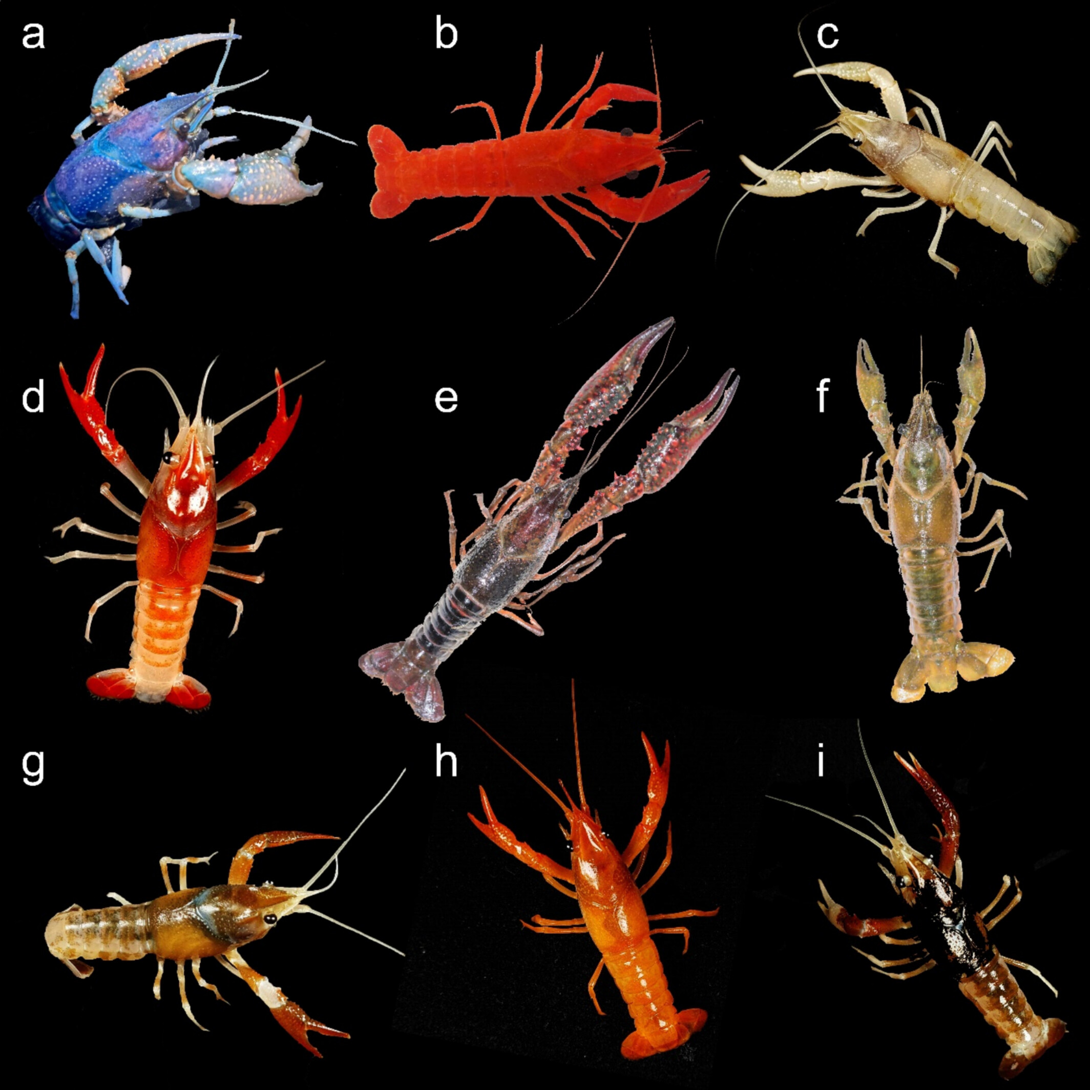 Contrasting Patterns of Genetic Variability in Pet-Traded Red Swamp Crayfish Procambarus clarkii and Its Feral Populations