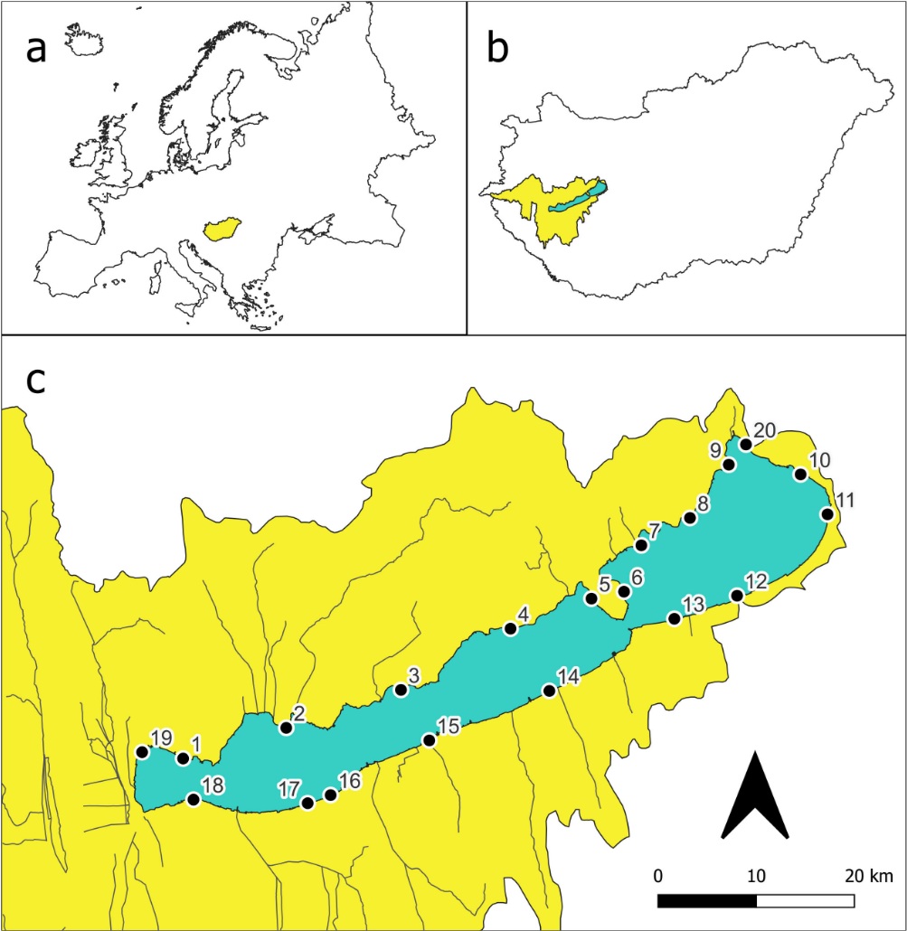 Invasion done: history and explanation of the spread of the river nerite (Theodoxus fluviatilis L., 1758) along the artificial shoreline of Lake Balaton
