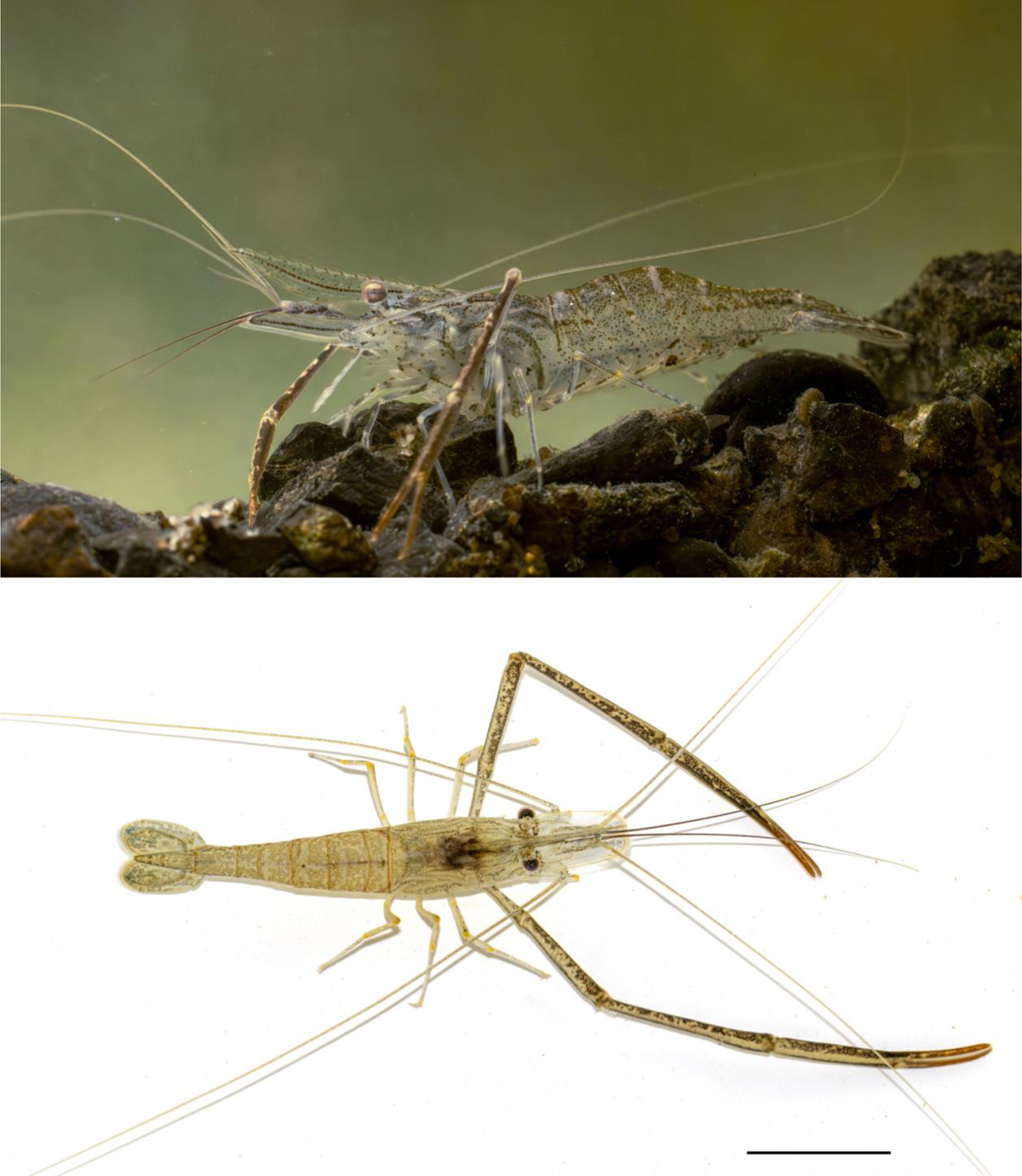 Macrobrachium nipponense (De Haan, 1849) continues to spread in the Danube: first records in Germany and Hungary