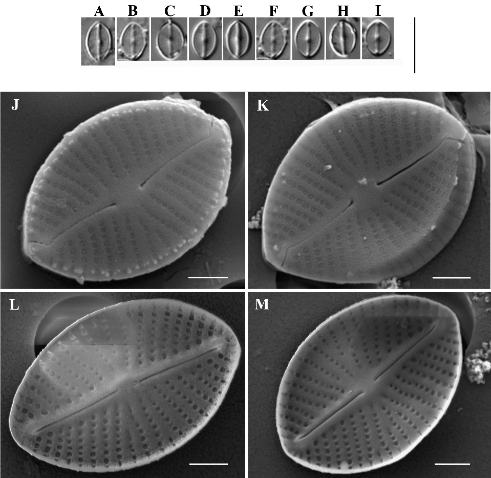 Metabarcoding as an effective complement of microscopic studies in revealing the composition of the diatom community – a case study of an oxbow lake of Tisza River (Hungary) with the description of a new Mayamaea species